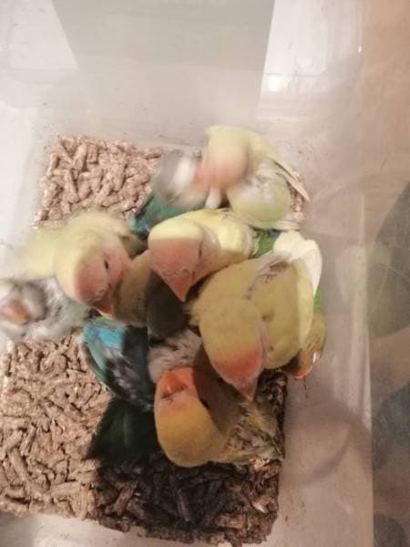 Fischer's Lovebird Breeding
