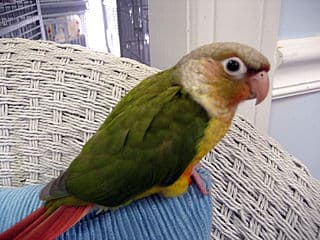 Pineapple Conure Care: Behavior, Lifespan, Diet & More