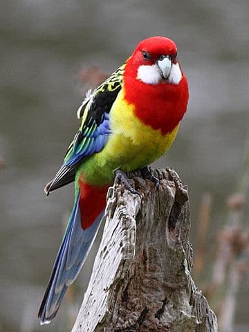 Eastern Rosella Behavior