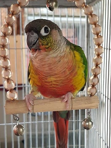 Green Cheek Conure Talking Ability