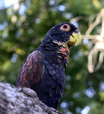 Pionus Lifespan and Diet