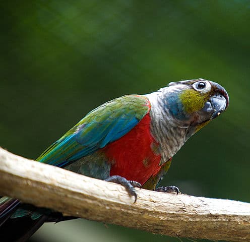 Crimson Bellied Conures