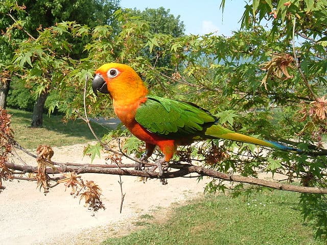 All about Jenday Conure