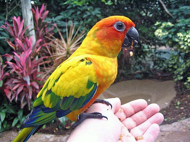 4 Ways To Improve Your Sun Conure Lifespan