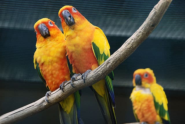 6 Best Toys For Sun Conure