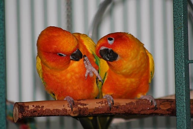 All about Red Factor Sun Conure