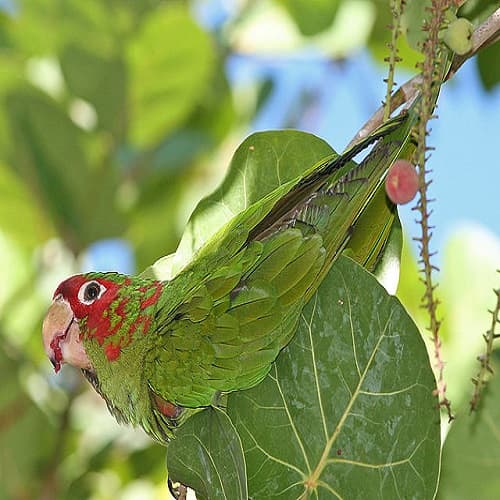 All You Need to Know About The Mitred Conure