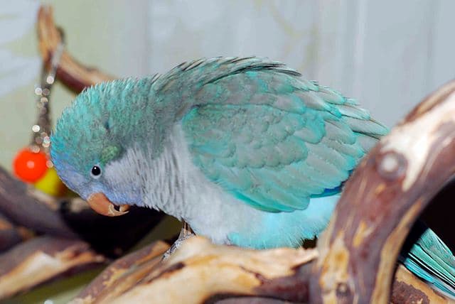 Blue Quaker Parrot