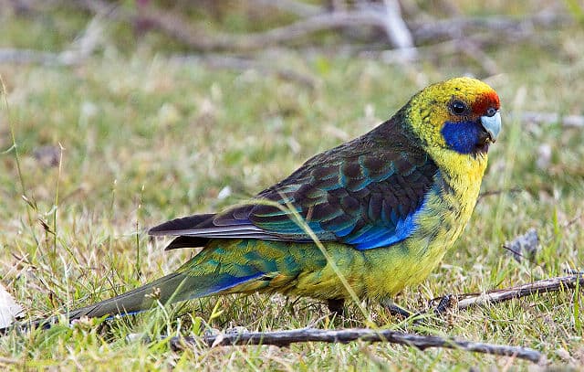 Green Rosellas: How long do they live? What do they eat?