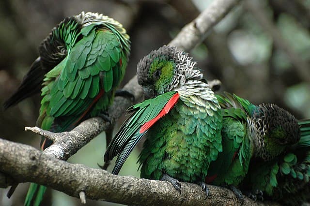 Types of Conure