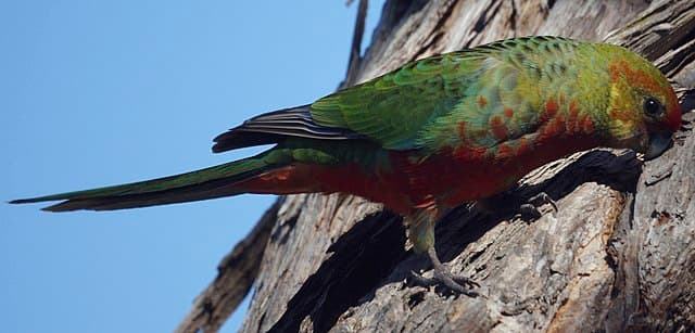 Western Rosella Personality, Diet and Lifespan