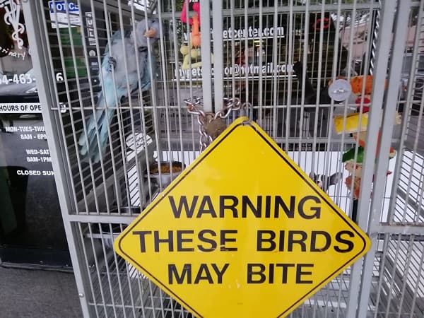 Why is my Sun Conure Biting? Tips for Controlling aggression.