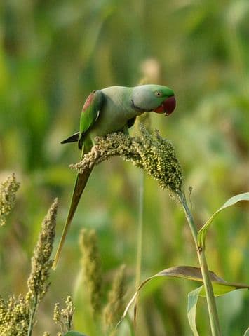 Alexandrine parrot diet