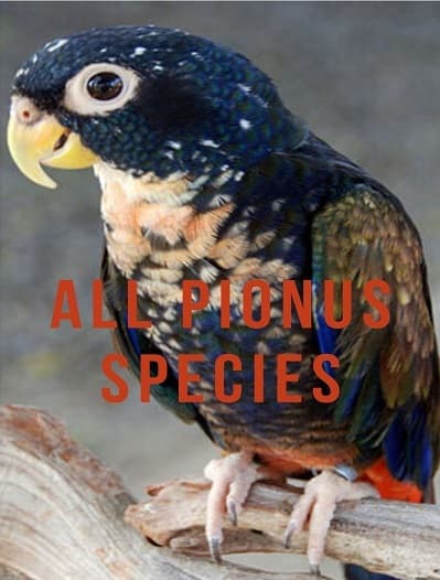 All Pionus species