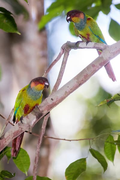 All about Blue-throated Conure