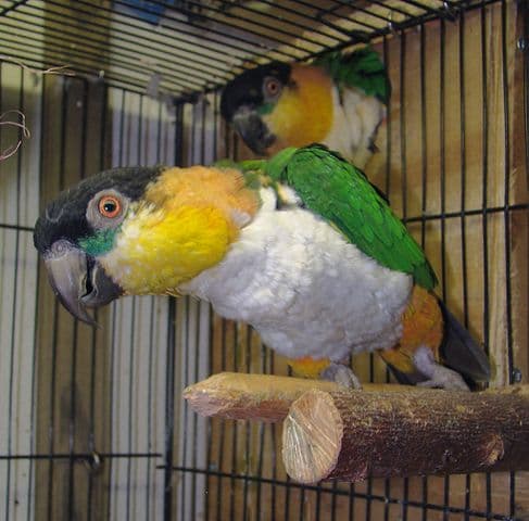 How to breed Caique Parrot