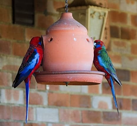 What does Crimson Rosella Eat