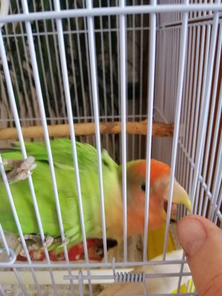 Why is Lovebird Biting and How to stop it?