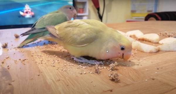 Lovebird Diet
