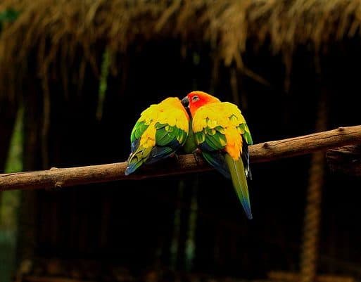 All About Sun Conure