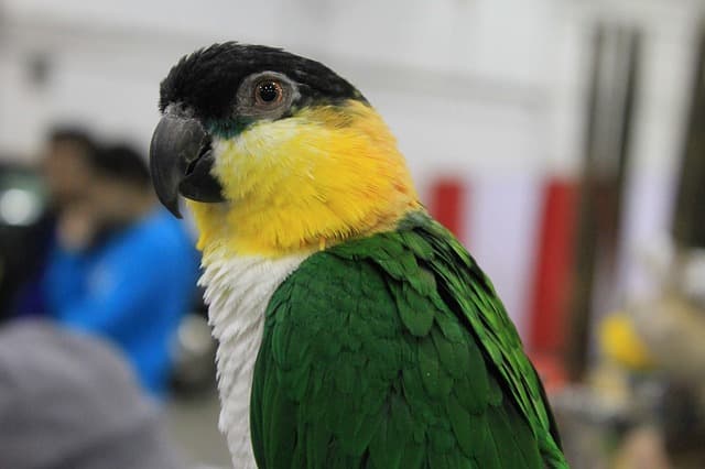 Caique Parrot Gender Difference