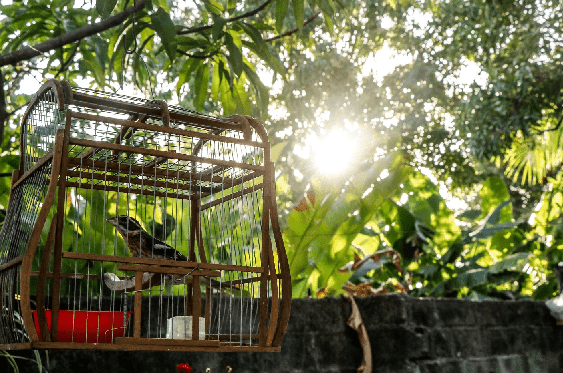 Must-Have Supplies To Put In Your Bird’s Cage