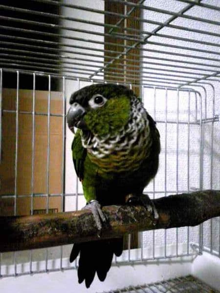 All about Black-Capped Conure