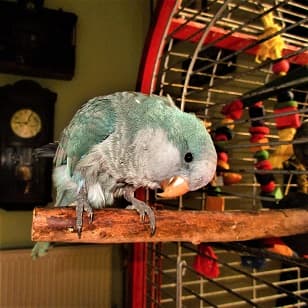Quaker Parrot Behaviour