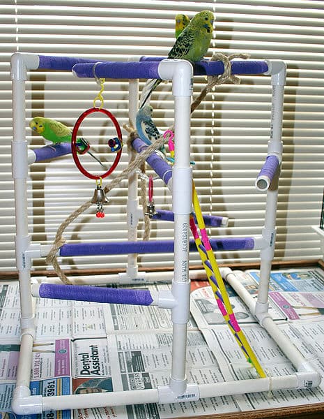 How to chose Quaker Parrot Toy