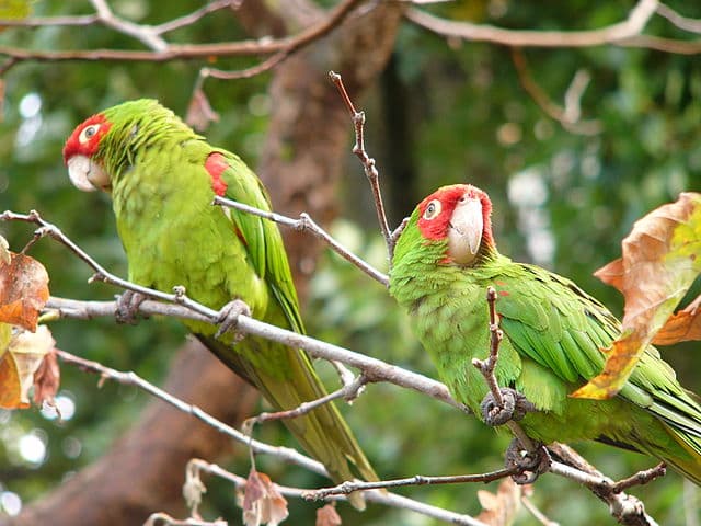 All about Cherry-Headed Conure