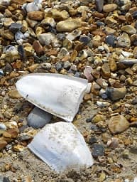 Do Quaker Parrots Need Cuttlebone?