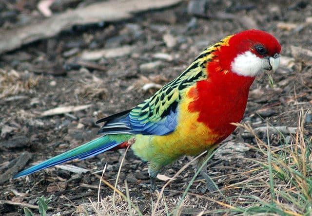 All About Eastern Rosella