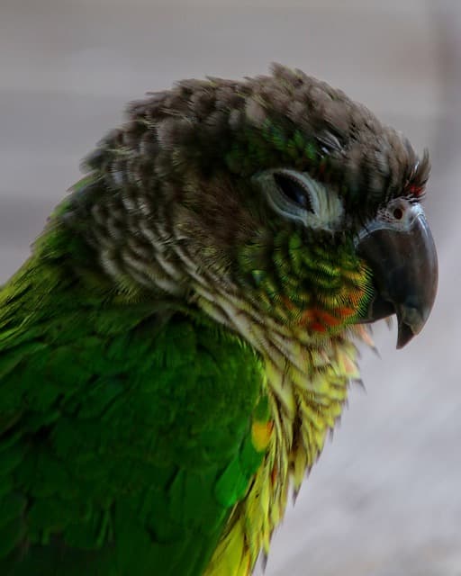 Green-Cheek Conure Behavior. Is GCC pet for you?