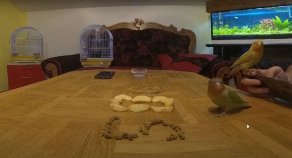 Protecting Parrots from the Dangers That Lurk Around the Home