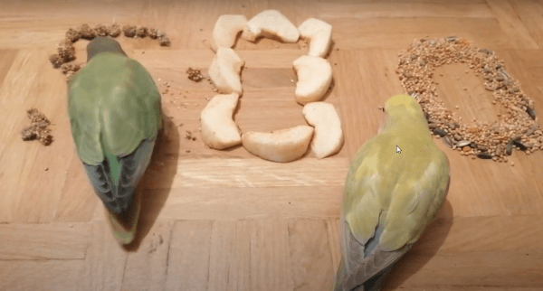 Fischer's Lovebird Diet