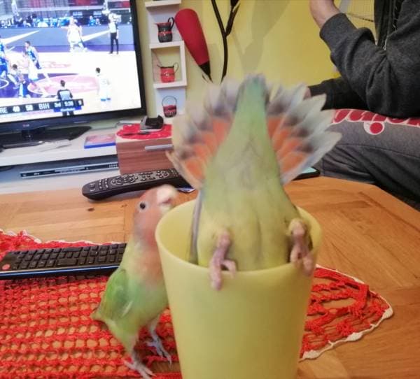 Is My Lovebird a Boy or Girl? 5 Ways to Tell Without a DNA Test