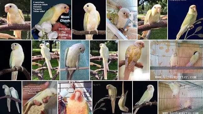 All about Moon Cheek Conure