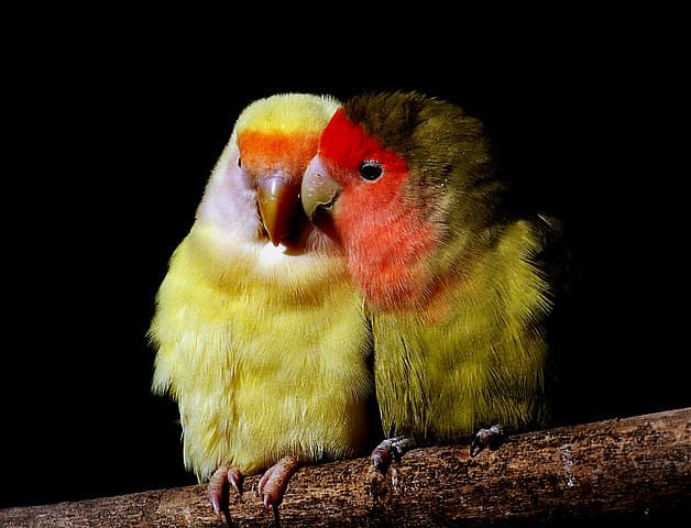 Lovebird Colors and Mutations