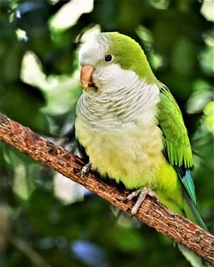 Quaker Parrot Names