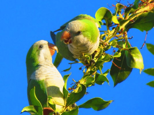 10 ways to increase Quaker Parrot Lifespan