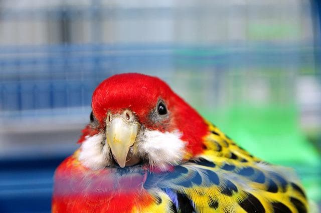 A Complete Guide to Eastern Rosellas Breeding