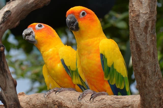 Sun Conure Behavior and Comparison with Other Parrots