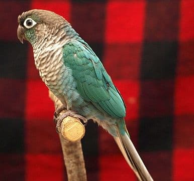 Turquoise Green Cheek Conure Mutation