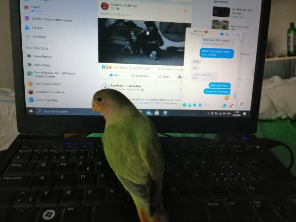 Let your lovebird out of cage