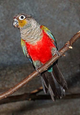 Crimson bellied Conure