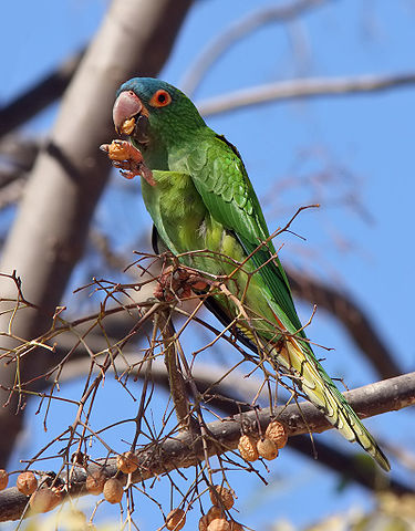 blue crowned conure