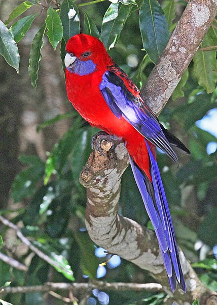 crimson rosella mutation