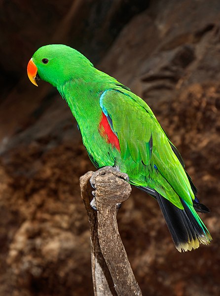 Eclectus Parrot male