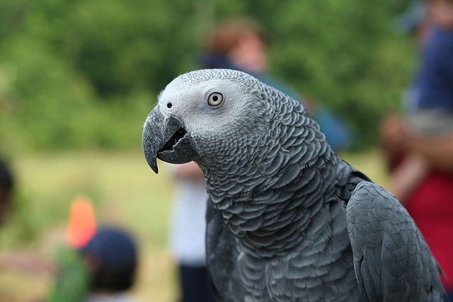 African gray or Quaker parrot