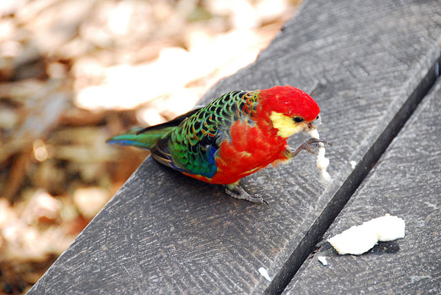 rosella eating